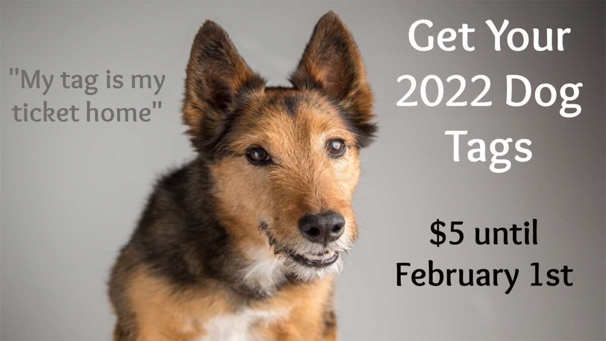 2022 Dog Tags